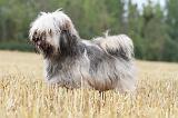 TERRIER DU TIBET 005